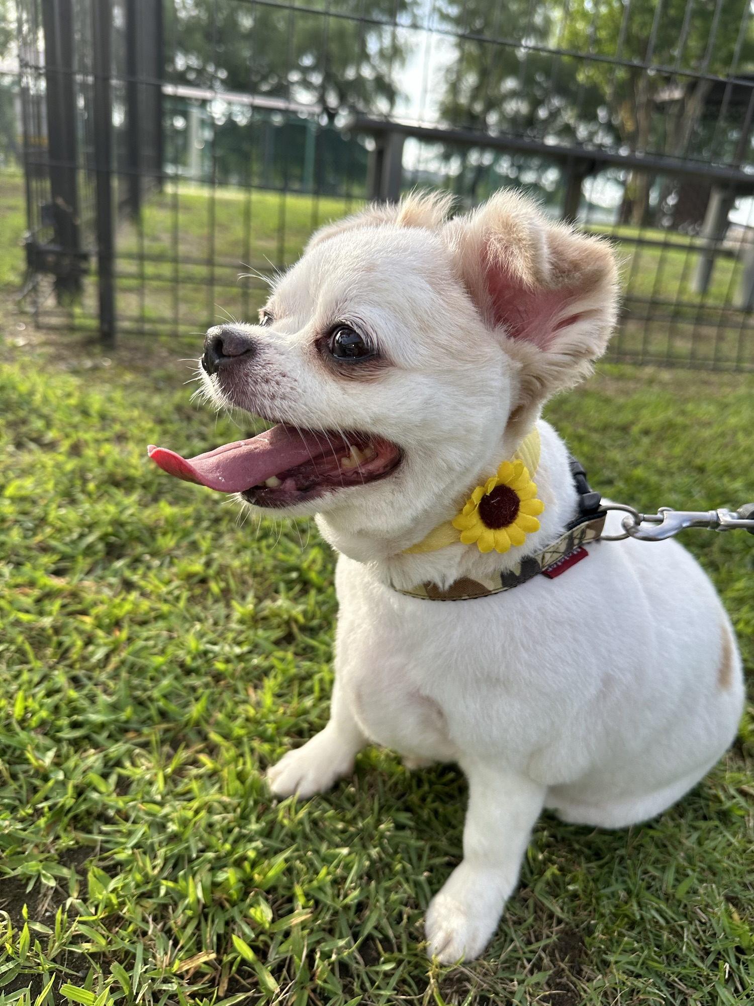 【レビュー】小型犬の夏対策に！噴水マットプール【S・100cm】を使ってみたら大正解でした！