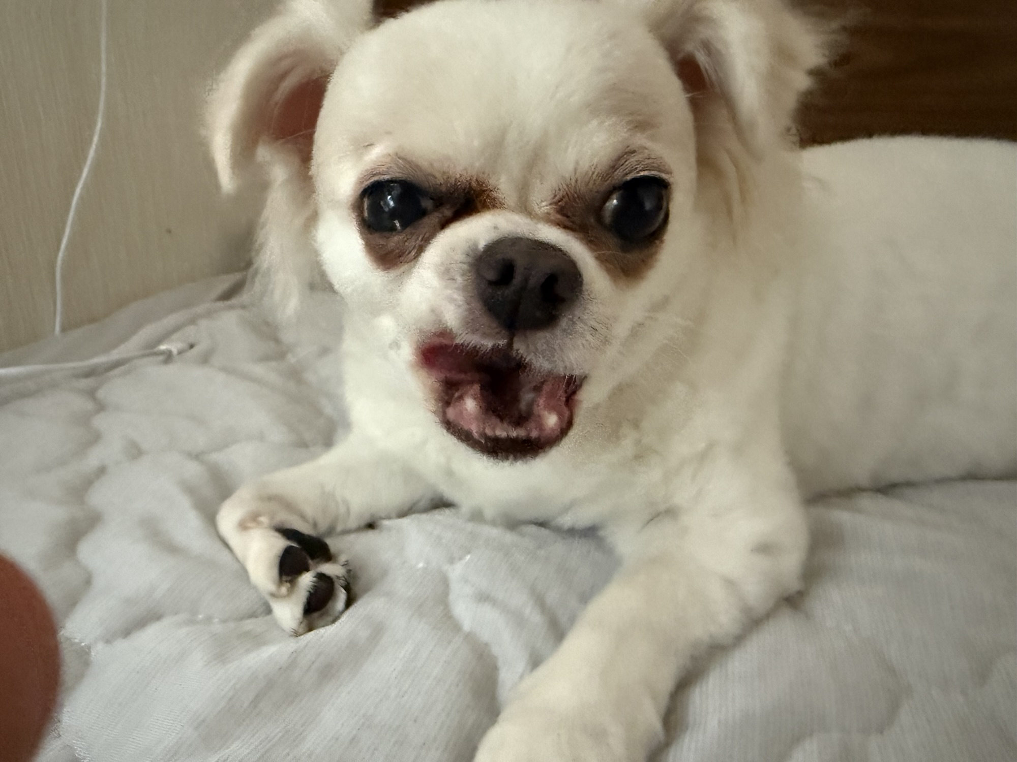 🐾【新時代の入院スタイル】愛犬と一緒に入院できる！？話題のサービスと“持っておきたい必須グッズ”とは