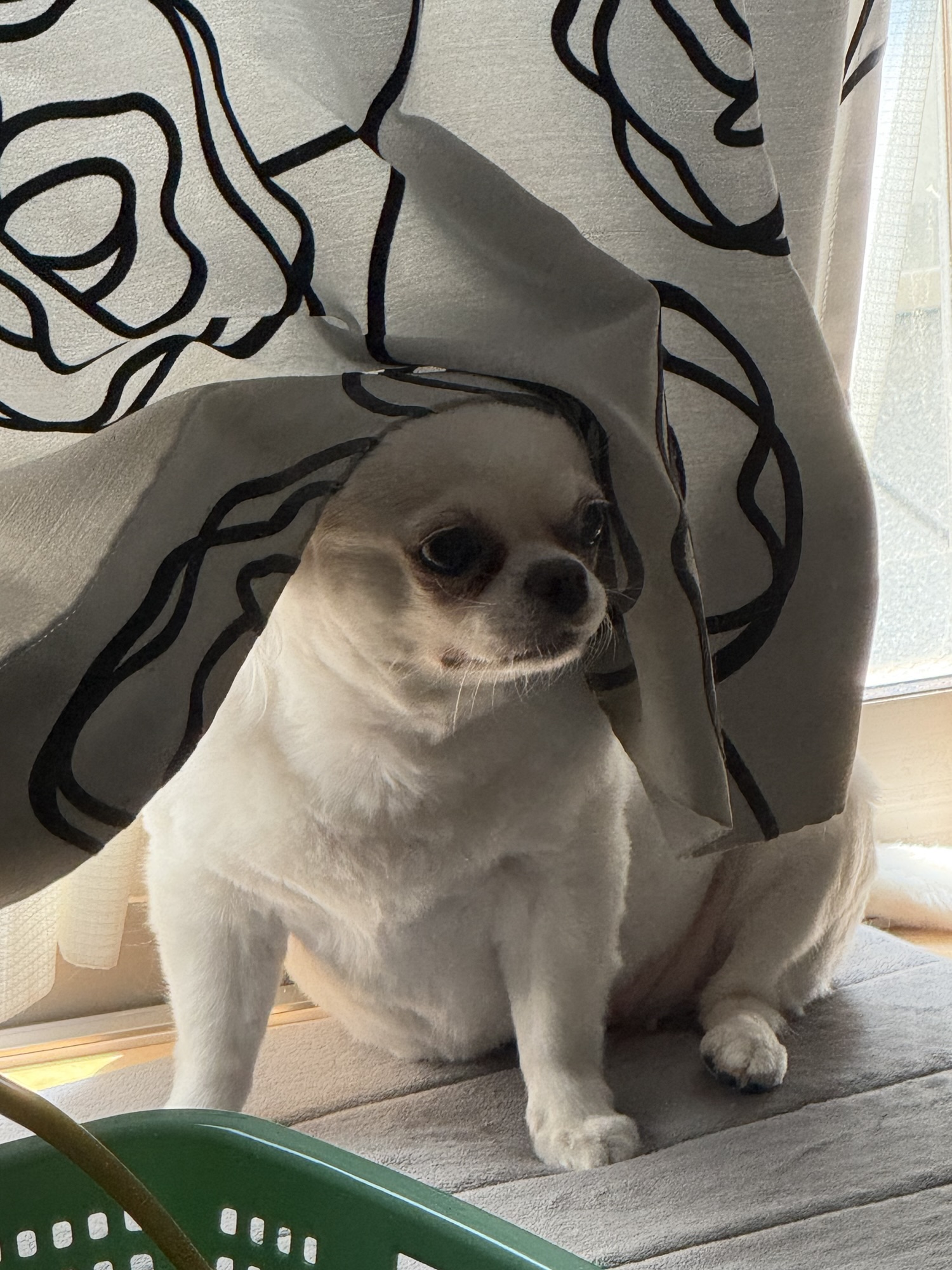 （ペット＝家族）