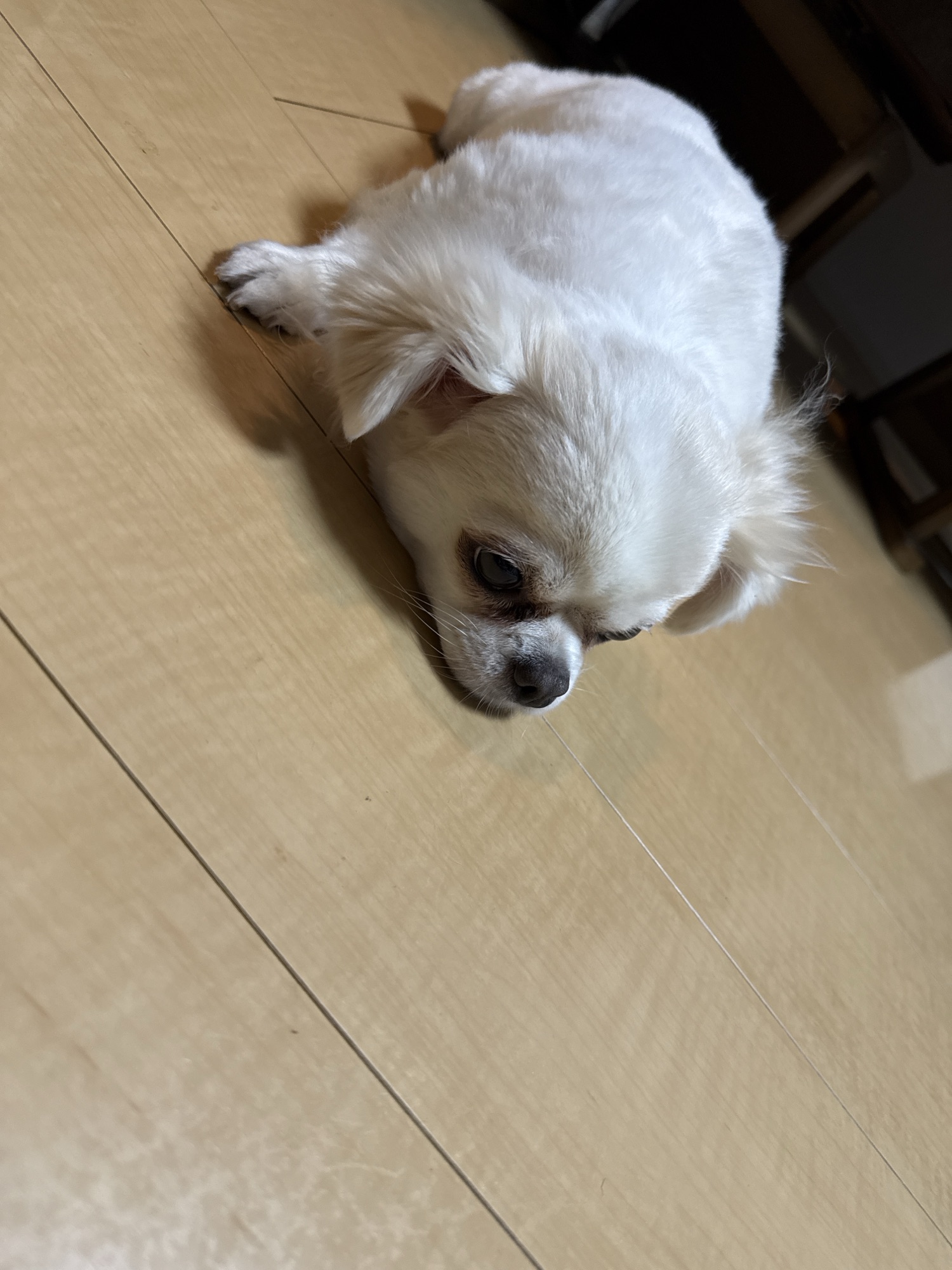 夏はやっぱり床が一番？姫ちゃんの涼み方