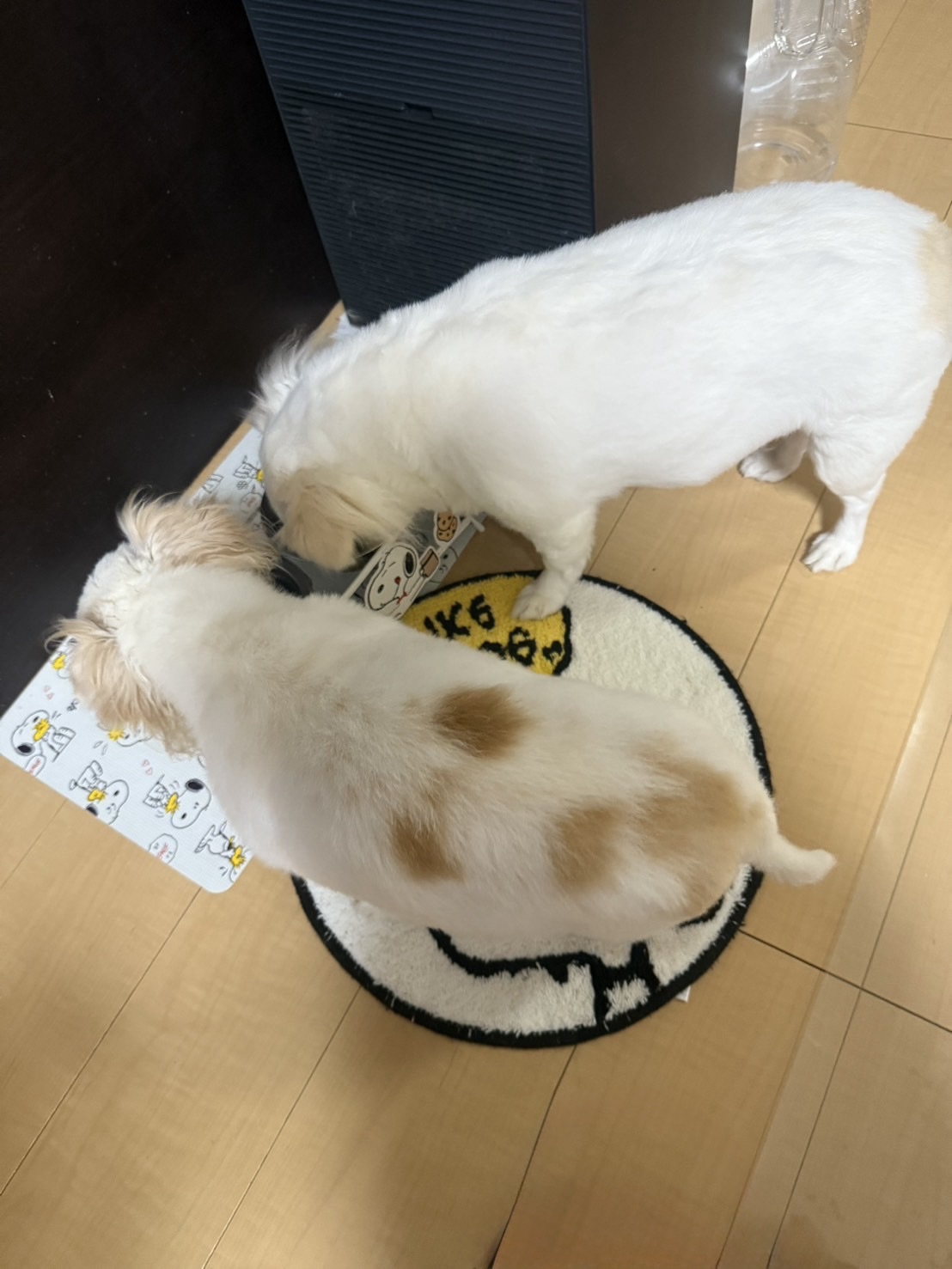 【保存版】犬が薬を嫌がるときの飲ませ方｜我が家のチワワの体験談と解決法