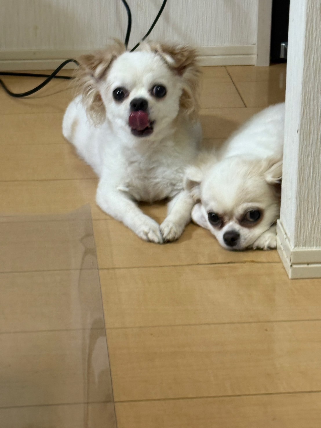ペットがいる暮らしは、やっぱり幸せをくれる🐶🐾