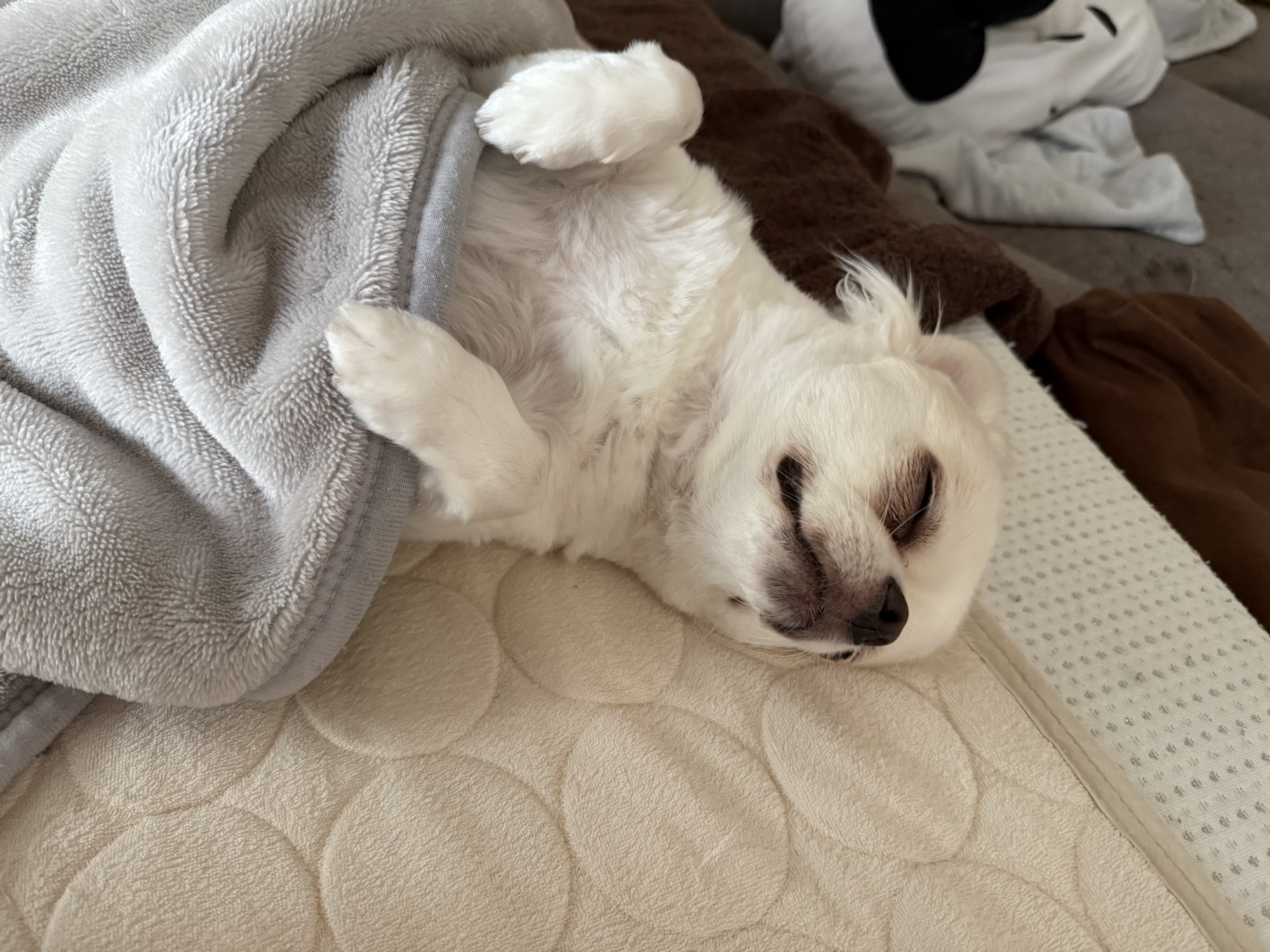 広島で始まった“殺処分ゼロ”の挑戦が徳島へ。命をつなぐ歩み