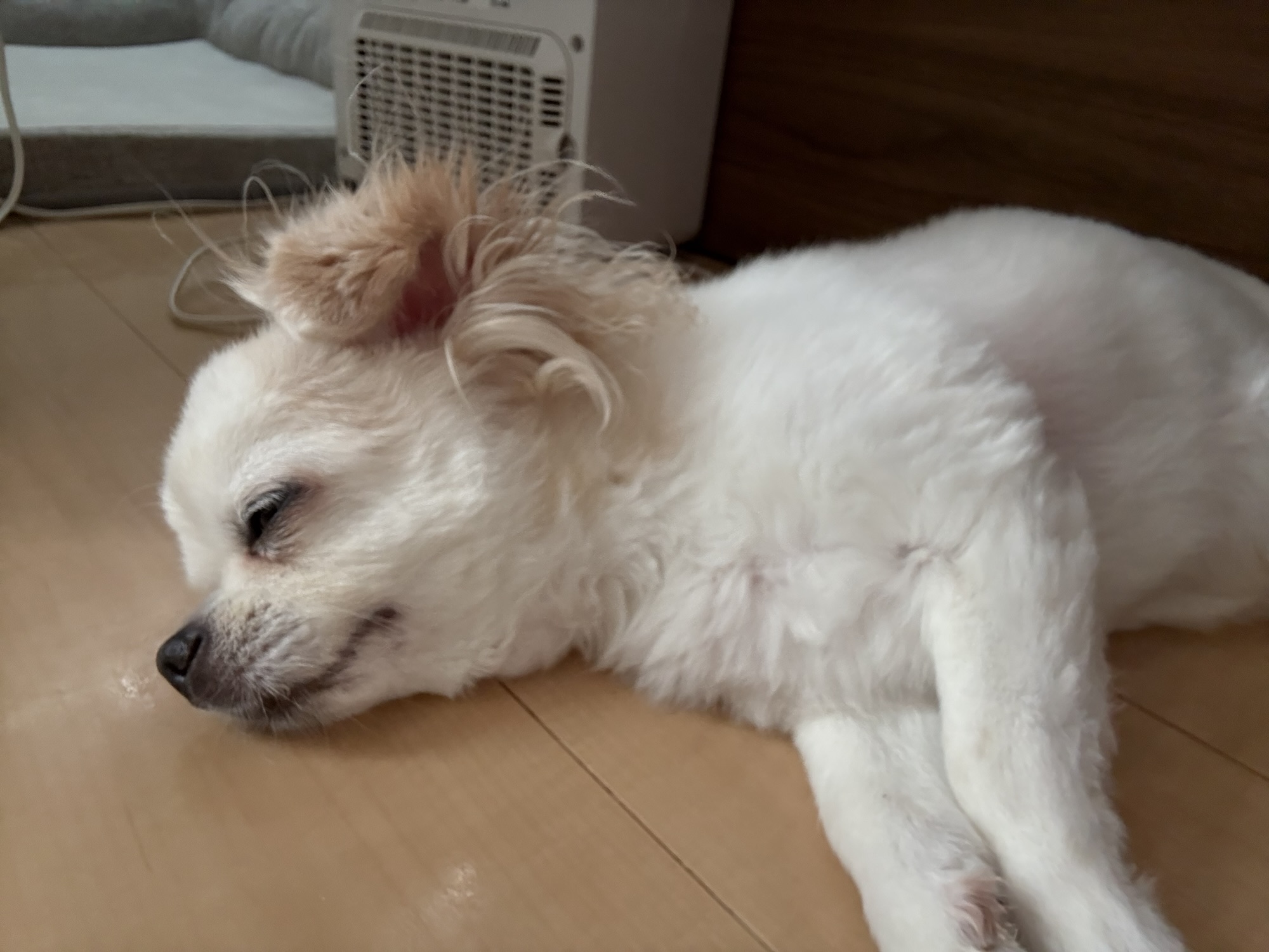 🐶 食欲が落ちたとき、助けになったのがこの缶詰でした