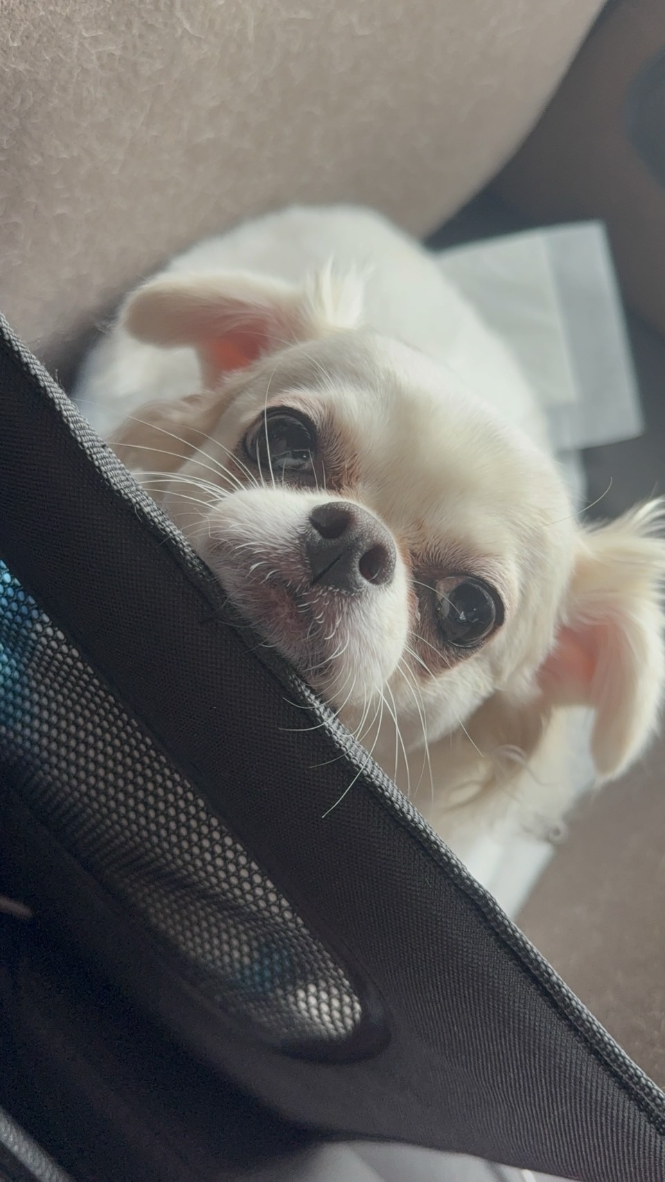 現実】物価高で保護犬施設が限界に…私たちができる“支援”とは