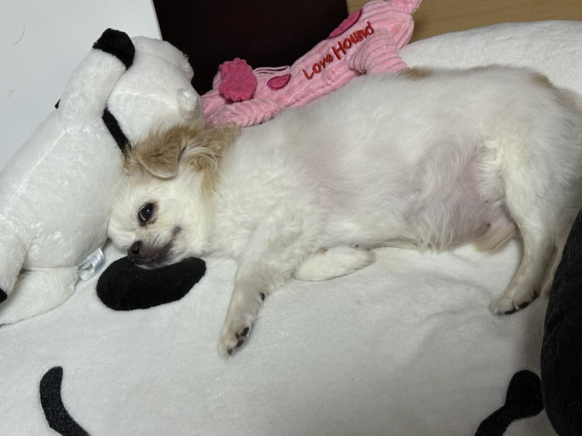 【初心者向け】犬の歯みがき習慣、うちはこうして乗り越えた！