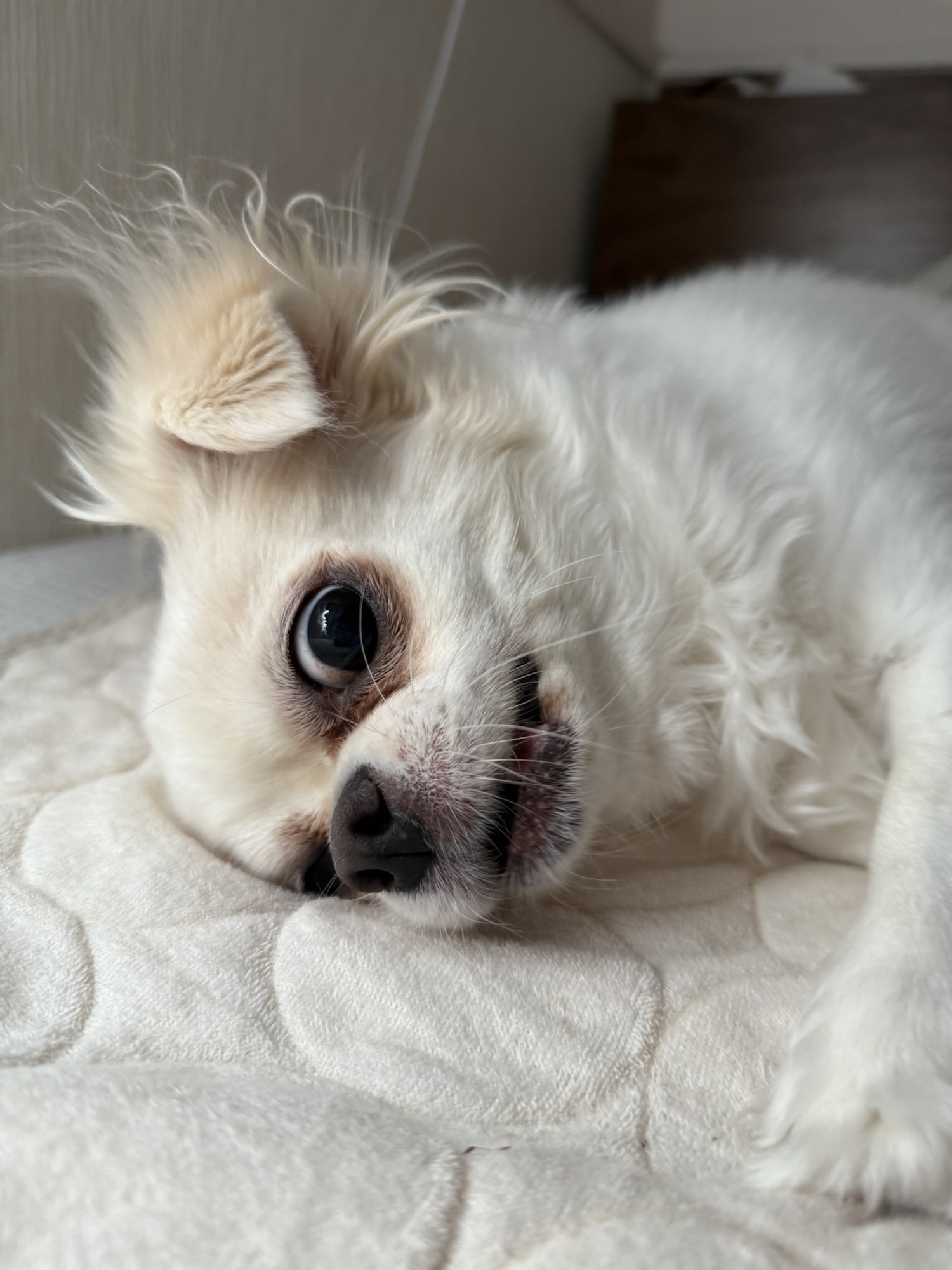 【考えさせられる】物価高で困る犬猫シェルター｜私たちにできる支援のカタチ