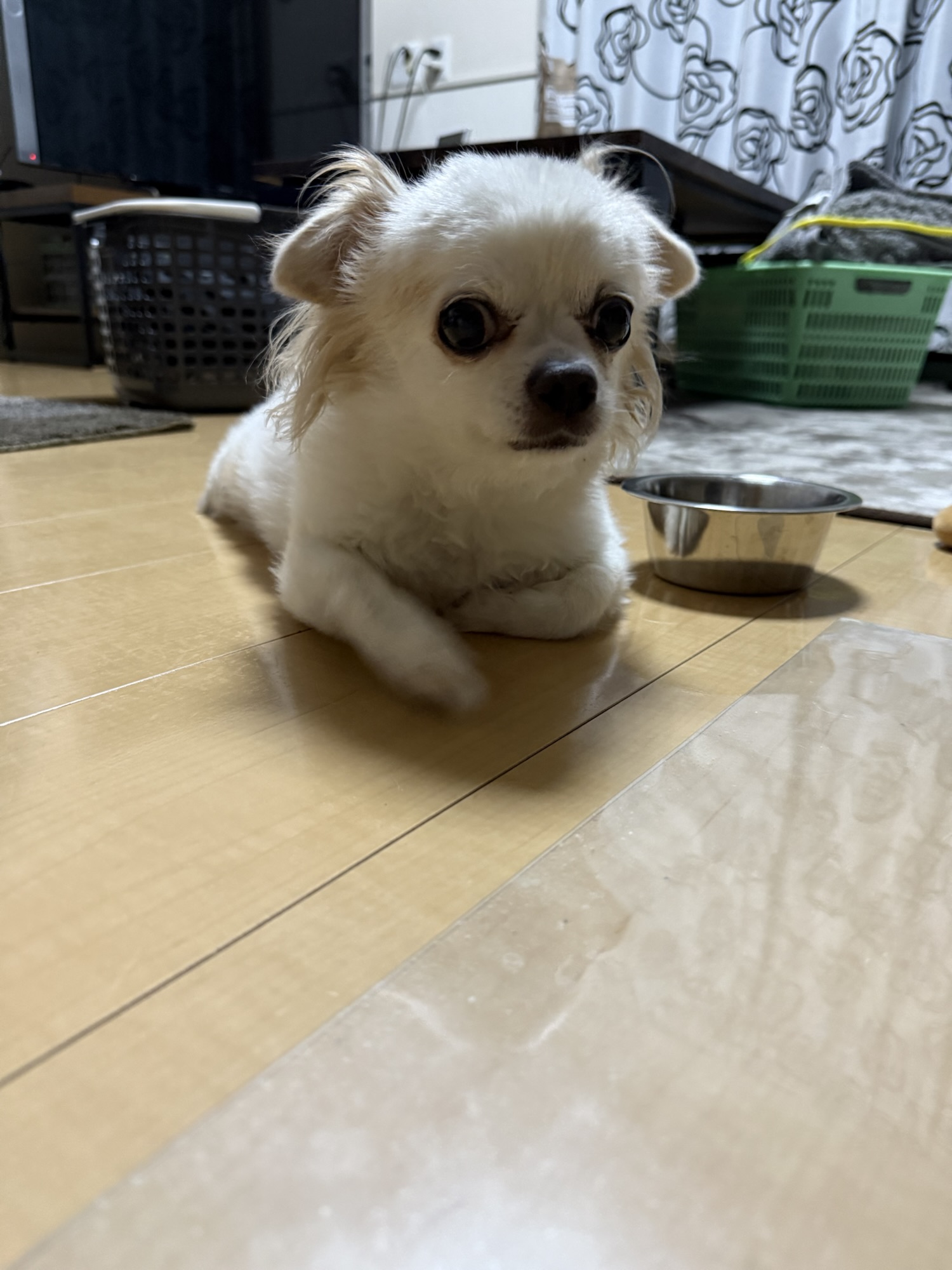 🐶 家康君、水をたくさん飲む理由