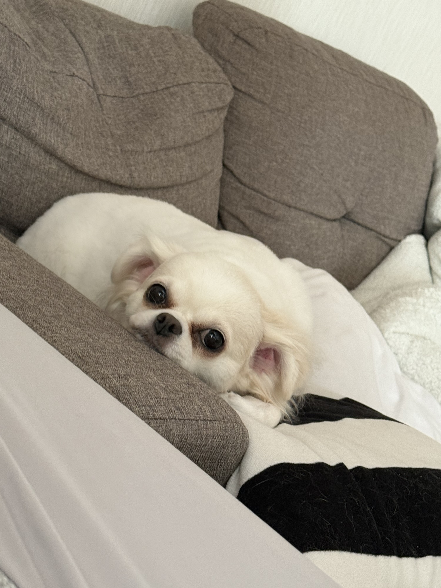 🐾うちの子チャンネルとは？