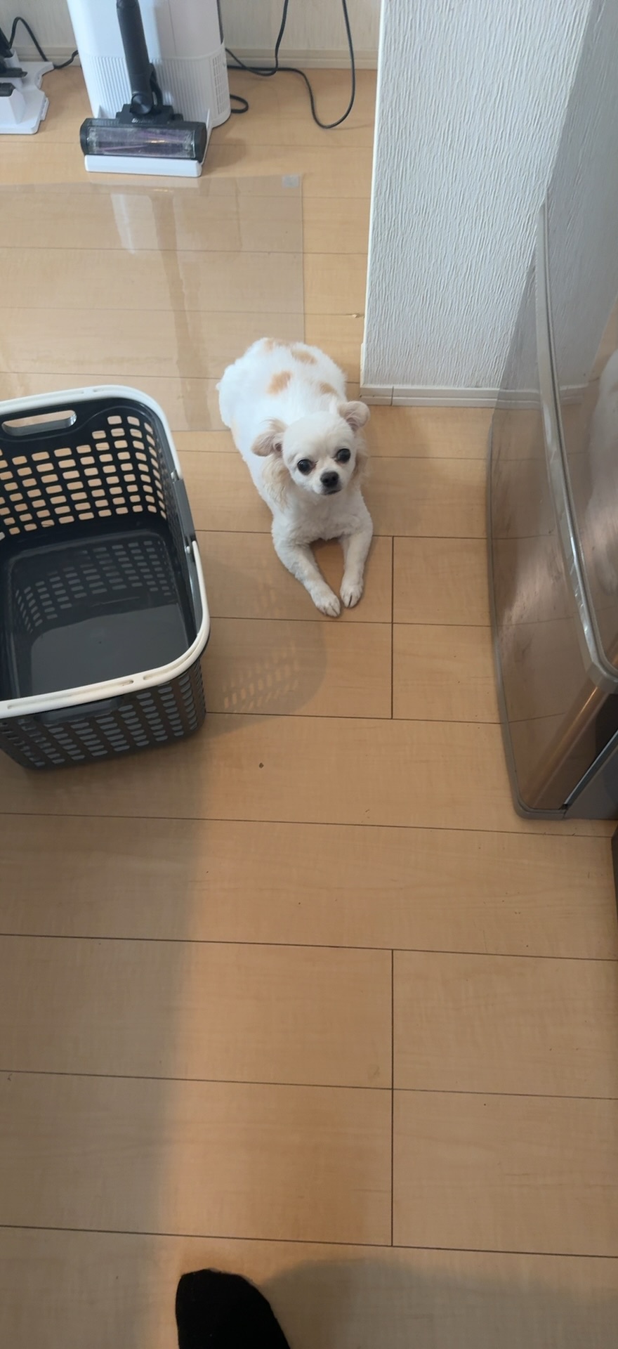 🐶【体験談】下痢で体重が落ちた家康くんに「アニウェル ハイカロリー150g」をあげてみた結果